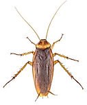 American Cockroach