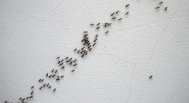 Ant Infestation Alto Pro Pest Control Newcastle