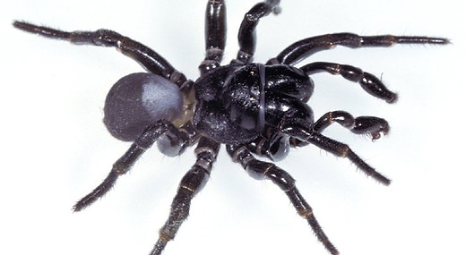 Mouse Spider