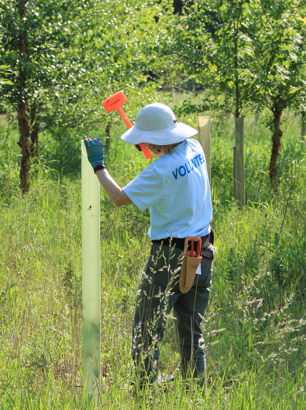 Volunteer planting at Meyer Dairy Farm