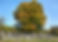 Hutchins Cemetery.jpg