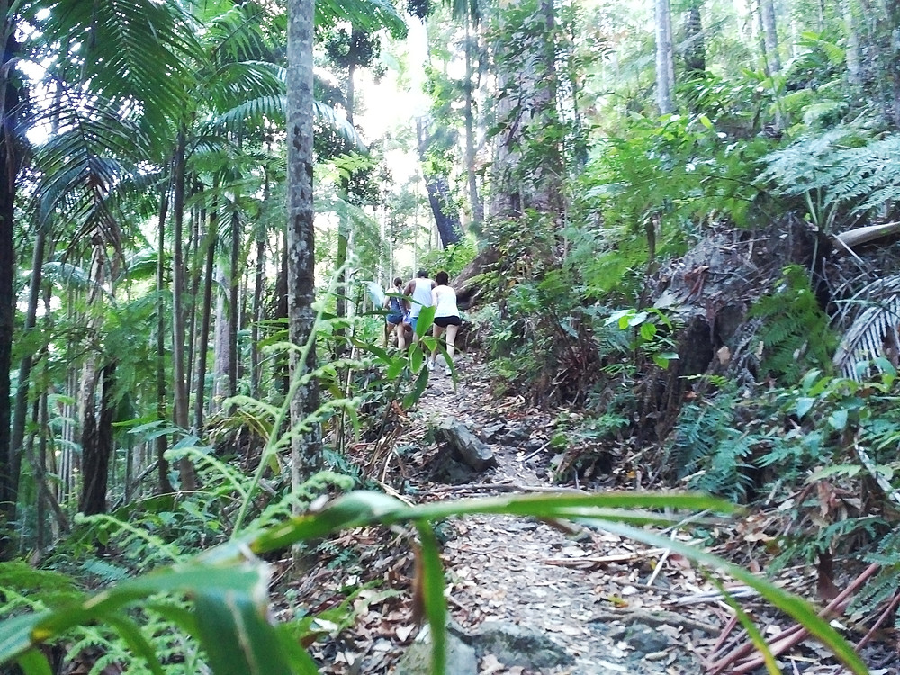 Hiking to Minyon Falls