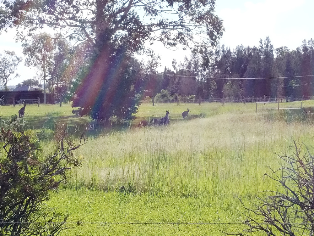 Kangaroos along the drive
