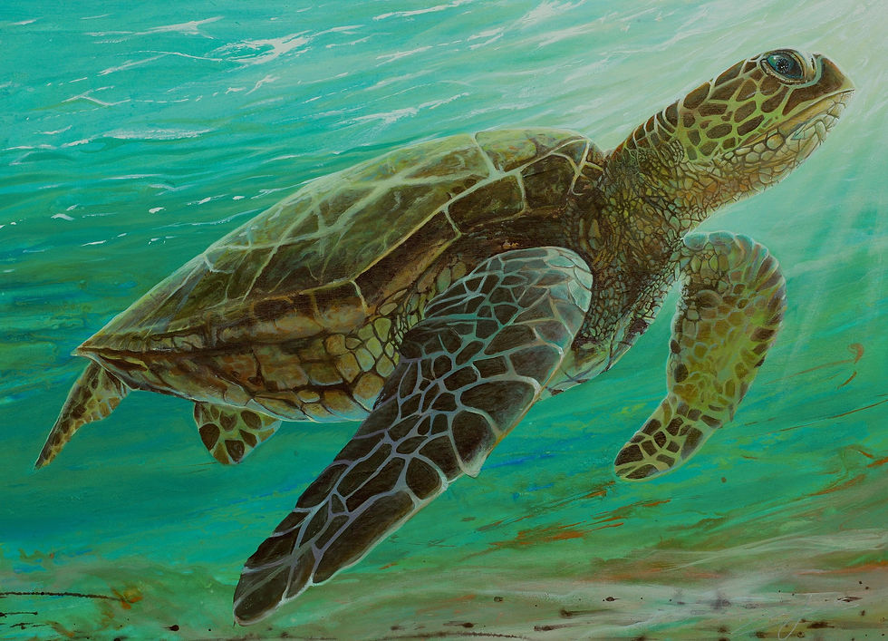 Sea Turtle Surfaces