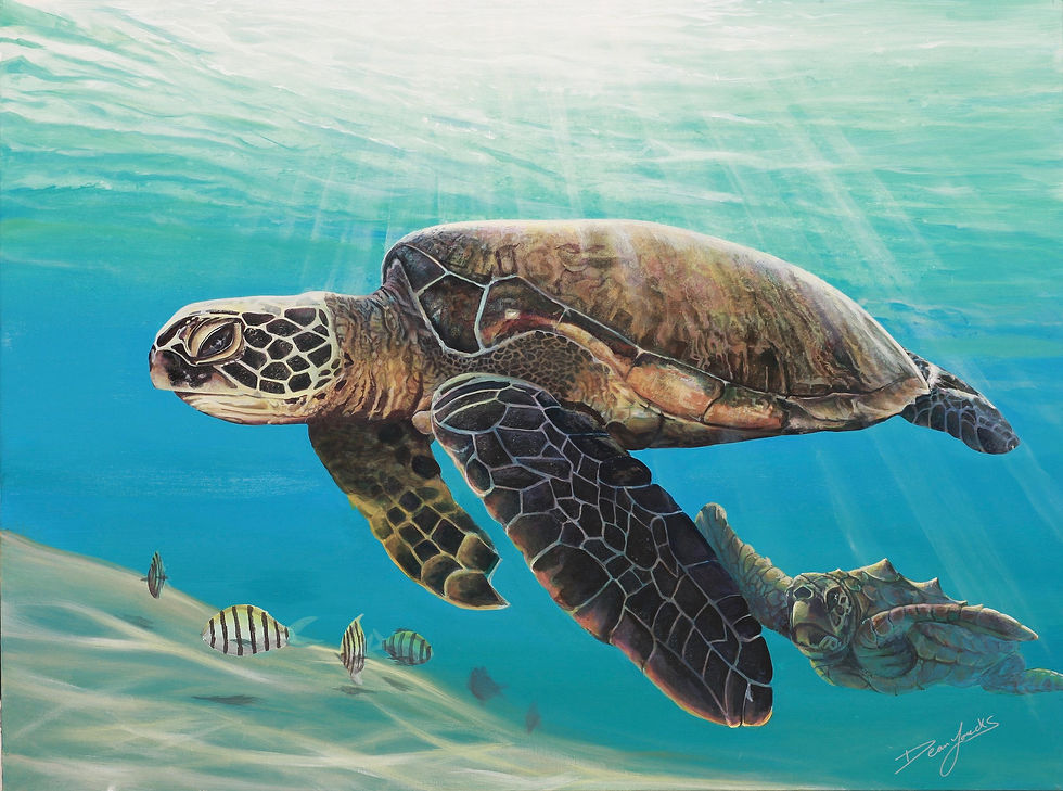Sea Turtle Content