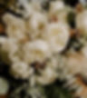 peonywhiteIMG_6712crop.jpg