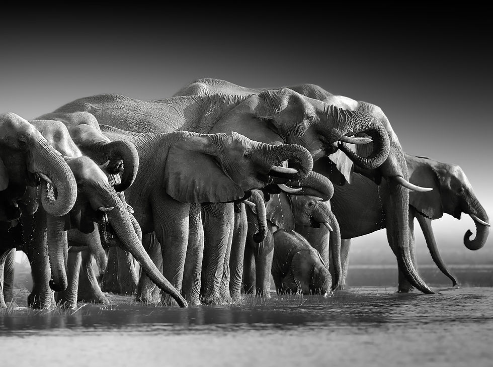 Miniatura: Familia de elefantes