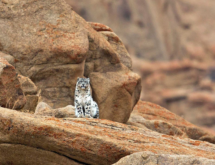 Snow leopard_edited.jpg