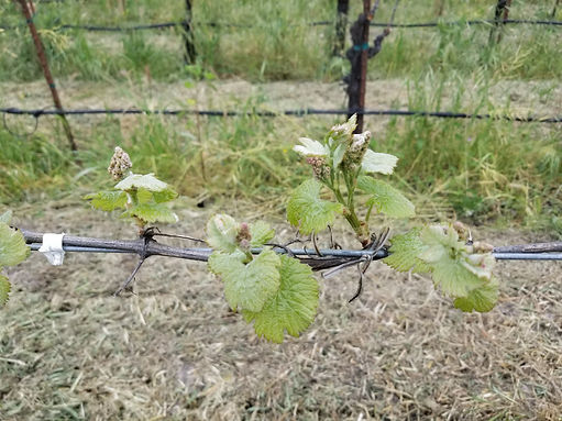 Malbec grape vine coming out of winter dormancy.