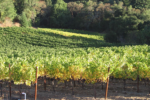Hillside Cabernet sauvignon near the end of the season.
