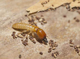 drywood_termite.jpg