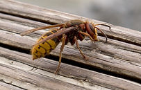 HGIC-Insects-European-Hornet-MT.jpg
