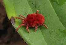 clover-mite-on-a-leaf.png.webp