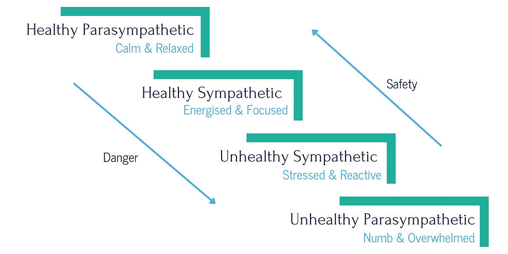 Less Stress, More You The stages of your nervous system.jpg