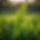 singular sugar cane plant.jpg
