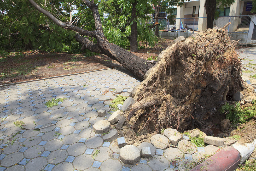 This image shows a tree that has fallen and been uprooted in someone's driveway