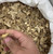 Thumbnail: Dried Ginger 🇲🇲🇨🇳🇮🇩