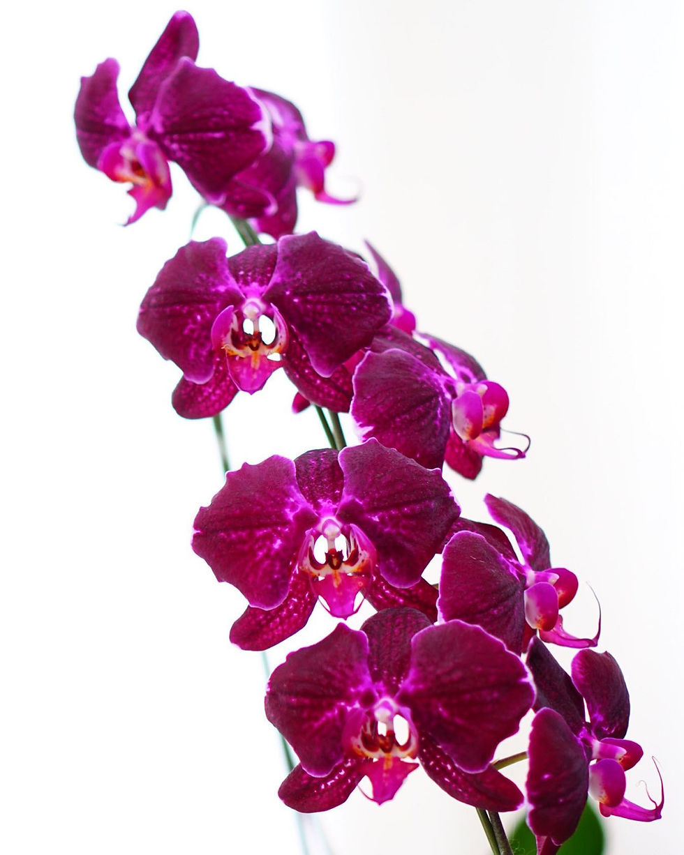 Thumbnail: Single Orchid Vase