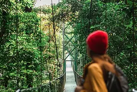 Treetopia Hanging Bridges Monteverde