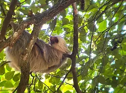 sloth-tour-costa-rica-11.webp