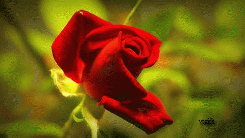 48.gif