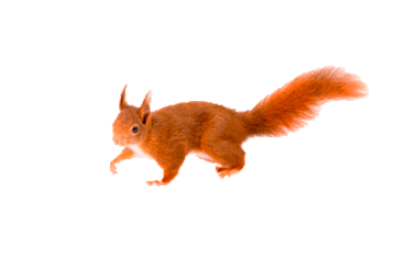 60.gif