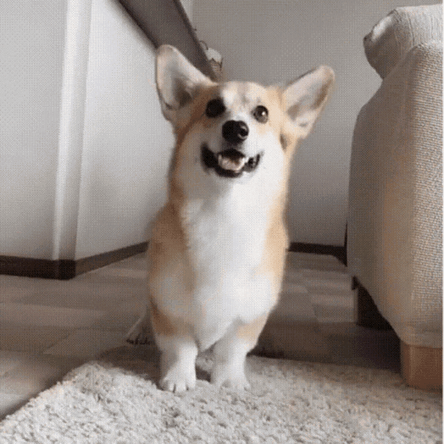 298.gif