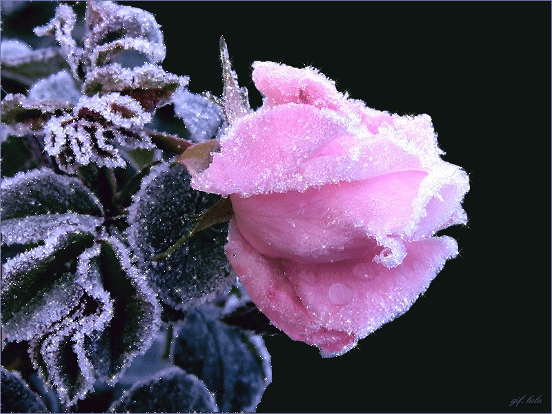 ree