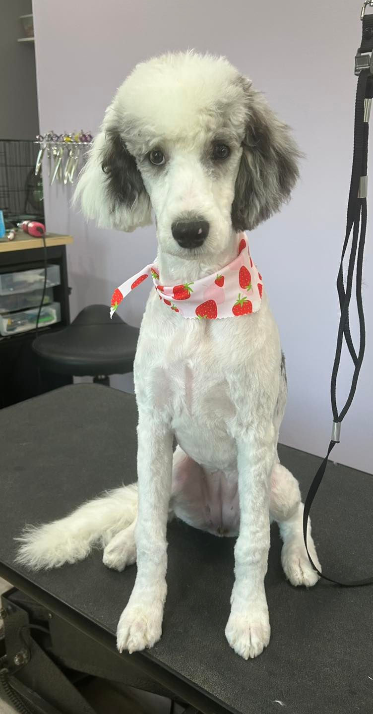 Puppy's 1st Groom