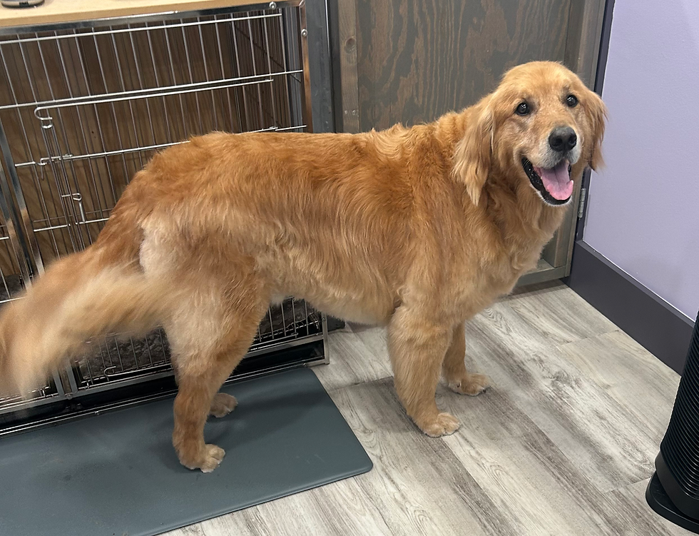 Golden Retriever After Deshedding