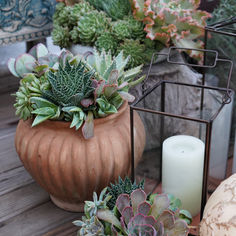 A mix of succulents in small planters on an outdoor deck.