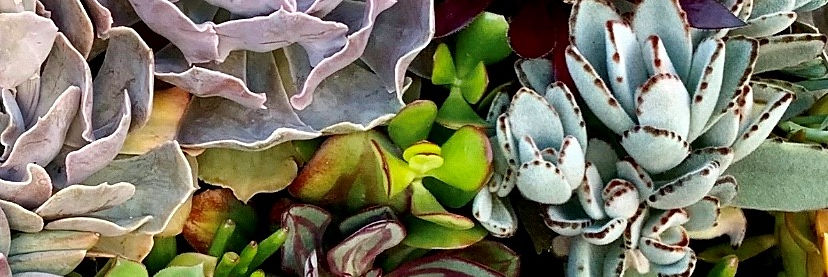 Closeup of succulents Garden Butterfly