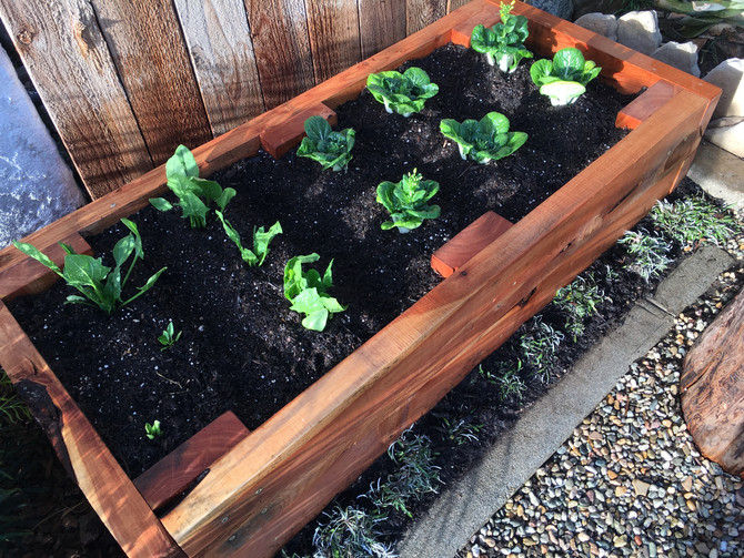 Urban Foodscaping