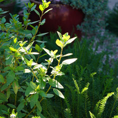 California native plants and succulents in a garden.