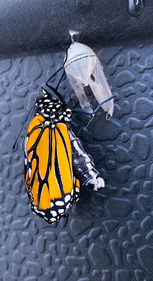 Monarch on rain barrel - photo by Garden Butterfly LA