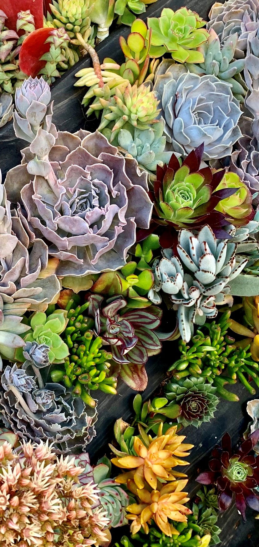 Garden Butterfly Succulent Style