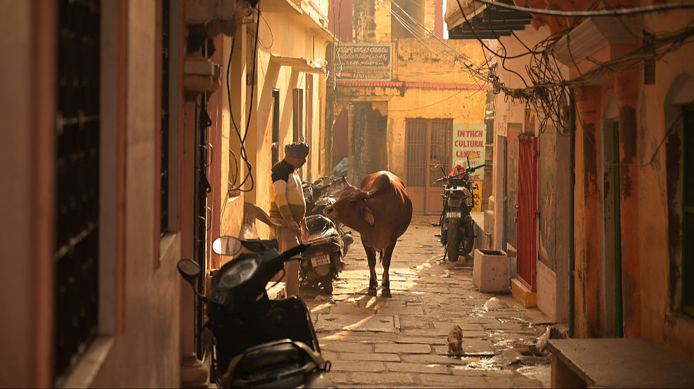Vache sacrée et rue Varanasi