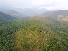 área reflorestada da mata atlântica