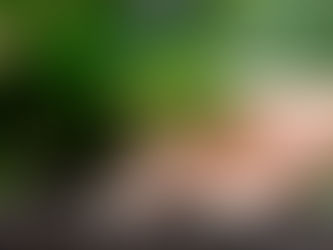 investir-dans-la-foret