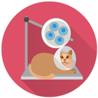 icons_סירוסים עיקורים.png