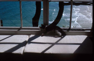 sunning cat