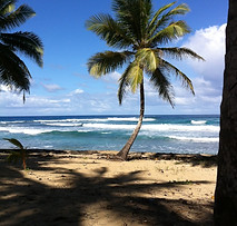 13 Palm on beach.jpeg