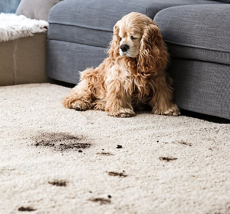 Dirty carpet with dirt marks.jpg