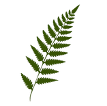 Fern Icon.png