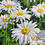 Thumbnail: Simply Daisy, 10in x 10in