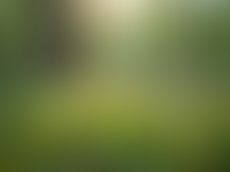 Ethical Wildcrafting: A Practical Guide to Responsible Wildcrafting Methods