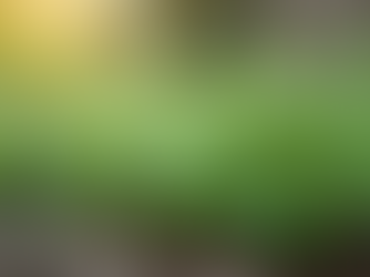 Eco-Friendly Strategies for Sourcing Herbs