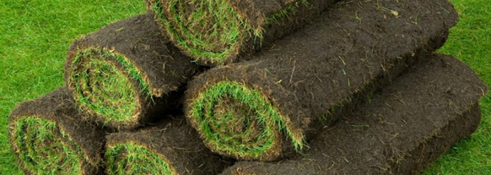 Lawn turf
