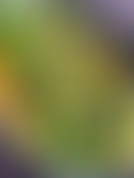 Espárragos a la vinagreta