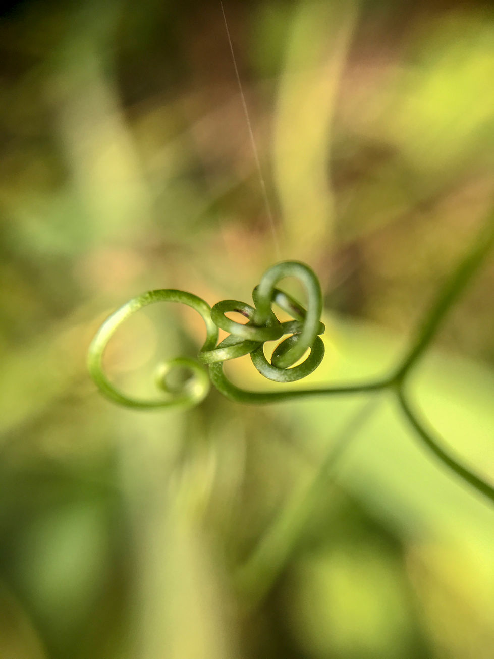 Gordian of the Galaxy